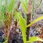 Epidendrum pittieri leaf picture by Gabriel OLLIVIER (cc-by-sa)