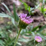 Erigeron atticus flower picture by Fabien Anthelme (cc-by-sa)