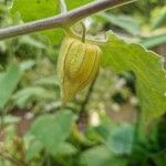 Physalis peruviana fruit picture by Pou F. Javier (cc-by-sa)