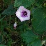 Ipomoea trifida flower picture by Shehadi Ramiz (cc-by-sa)