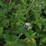 Lagascea mollis habit picture by Busy bee (cc-by-sa)