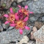 Saxifraga biflora flower picture by Pietro Brignoli (cc-by-sa)