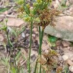 Cyperus surinamensis habit picture by Trap Hers (cc-by-sa)