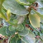 Kalanchoe blossfeldiana leaf picture by Orozco Alex (cc-by-sa)