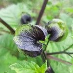 Nicandra physalodes fruit picture by Wolfgang Rhiem (cc-by-sa)