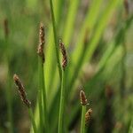 Eleocharis uniglumis flower picture by Muge 57 (cc-by-sa)