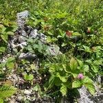 Rubus saxatilis habit picture by Waldmann Stephanie (cc-by-sa)