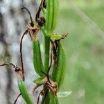 Platanthera bifolia fruit picture by Vitalii🌺Suprun (cc-by-sa)