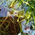 Isolepis fluitans habit picture by Genghis Attenborough (cc-by-sa)