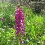 Orchis mascula flower picture by Gérard OLIVIER (cc-by-sa)