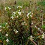 Euphrasia hirtella habit picture by Pierre LEON (cc-by-sa)