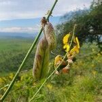 Crotalaria laburnifolia fruit picture by susan brown (cc-by-sa)