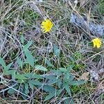 Hieracium sabaudum habit picture by Petr Harant (cc-by-sa)