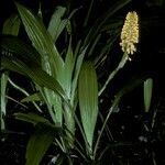 Calanthe speciosa habit picture by Daniel Barthelemy (cc-by-nc)