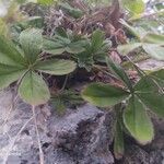 Potentilla caulescens leaf picture by Cristian Zanella Cristian Zanella (cc-by-sa)