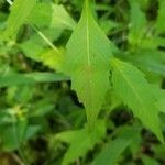 Lycopus virginicus leaf picture by Melanie Lamere (cc-by-sa)