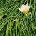 Hemerocallis lilioasphodelus habit picture by Krzysztof Golucki (cc-by-sa)