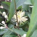 Clematis campestris flower picture by Trap Hers (cc-by-sa)