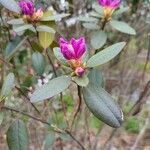 Rhododendron lapponicum flower picture by msfabulousnyc (cc-by-sa)