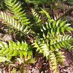 Cyrtomium falcatum habit picture by Eli Small (cc-by-sa)