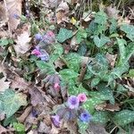 Pulmonaria affinis flower picture by James Gaye (cc-by-sa)