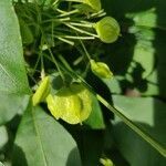 Ptelea trifoliata fruit picture by Vincent Dujardin (cc-by-sa)