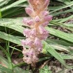 Orobanche pubescens d'urv. flower picture by Meijaard Erik (cc-by-sa)