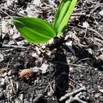 Veratrum viride leaf picture by Jessica McCoy (cc-by-sa)