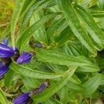 Gentiana asclepiadea habit picture by akire kilbuk (cc-by-sa)