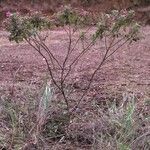 Rhynchanthera grandiflora habit picture by Daniel Barthelemy (cc-by-nc)