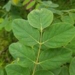 Robinia hispida leaf picture by AJ B. (cc-by-sa)