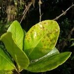 Richeria grandis leaf picture by Philippe Feldmann (cc-by-sa)