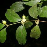 Cassipourea elliptica fruit picture by Nelson Zamora Villalobos (cc-by-nc)