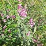 Indigofera tinctoria flower picture by Khushnawaz Ahmad (cc-by-sa)