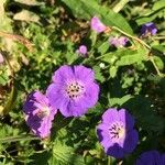 Geranium sylvaticum flower picture by Oliver Engelen (cc-by-sa)