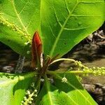 Terminalia catappa flower picture by Alamanzón Francisco Javier (cc-by-sa)