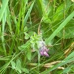 Vicia sepium habit picture by David Hocken (cc-by-sa)