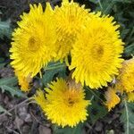 Sonchus acaulis flower picture by Konstantin (cc-by-sa)