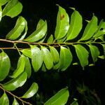 Symplococarpon purpusii habit picture by Nelson Zamora Villalobos (cc-by-nc)