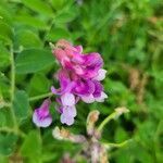 Vicia americana flower picture by Monocycle-ing Linguiste (cc-by-sa)