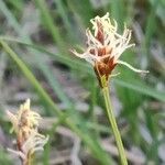 Carex divisa flower picture by Ornel Jokerrr83 (cc-by-sa)