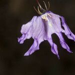 Campanula excisa flower picture by Martin Bishop (cc-by-sa)