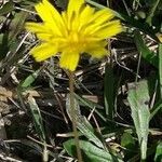 Hieracium cerdanum habit picture by jeclerencia (cc-by-sa)