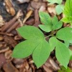 Corydalis intermedia leaf picture by Siegmar Wedel (cc-by-sa)