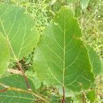 Populus grandidentata leaf picture by C Blanchette (cc-by-sa)