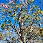 Handroanthus heptaphyllus habit picture by Trap Hers (cc-by-sa)