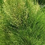 Ephedra major flower picture by Mila Novoa (cc-by-sa)