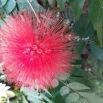 Calliandra haematocephala flower picture by Kypa Bayapu Reddy (cc-by-sa)