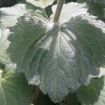 Ageratum houstonianum leaf picture by Kerstin Kerstin (cc-by-sa)