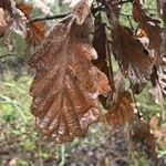 Quercus petraea leaf picture by Eikichi Onizuka (cc-by-sa)